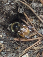 Bombus bifarius