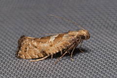 Acrolepiopsis assectella