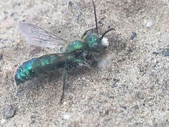 Hoplitis fulgida