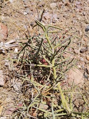 Castela stewartii