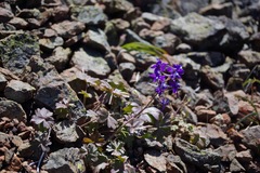 Delphinium antoninum