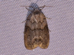 Polygrammate cadburyi