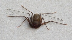 Charinus ioanniticus