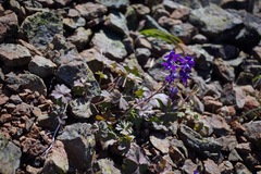 Delphinium antoninum