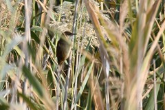 Acrocephalus stentoreus