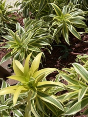 Cnemidophorus arubensis