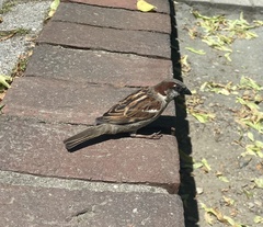Passer domesticus