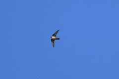 Ptyonoprogne rupestris