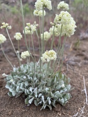 Eriogonum strictum