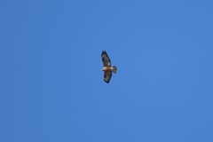 Buteo rufinus