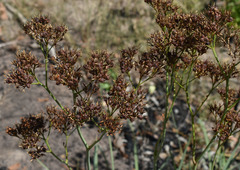 Haemodorum coccineum