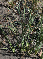 Haemodorum coccineum