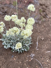 Eriogonum strictum