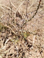 Cylindropuntia leptocaulis