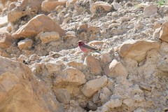 Carpodacus synoicus