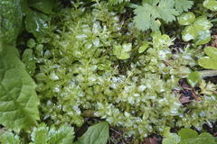 Plagiomnium undulatum