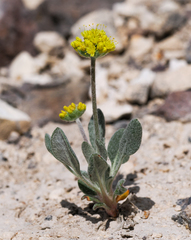 Eriogonum alexanderae