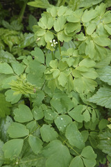 Thalictrum aquilegiifolium