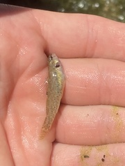 Etheostoma lepidum