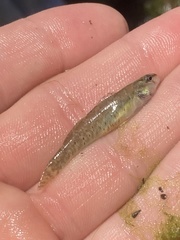 Etheostoma lepidum