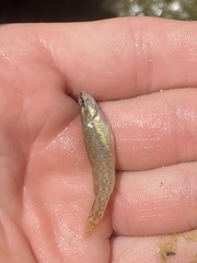 Etheostoma lepidum