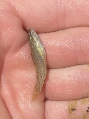 Etheostoma lepidum