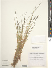 Poa glauca glauca