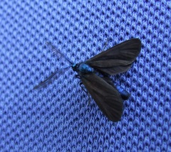 Theresimima ampellophaga