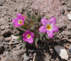Nama aretioides multiflora