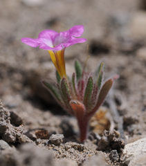Nama aretioides multiflora