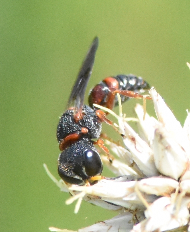 Ectemnius rufipes