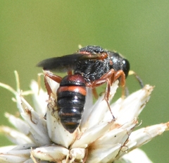 Ectemnius rufipes ais
