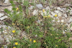 Potentilla sphenophylla