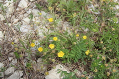 Potentilla sphenophylla