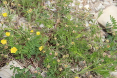 Potentilla sphenophylla