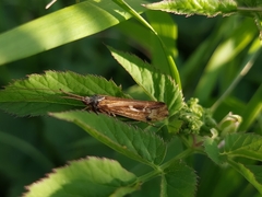 Limnephilus binotatus