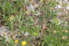 Potentilla sphenophylla