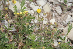Potentilla sphenophylla