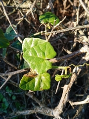 Kedrostis nana