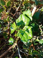 Kedrostis nana