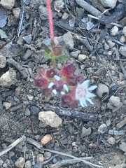 Lithophragma glabrum