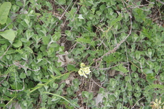 Astragalus fragrans