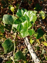 Kedrostis nana