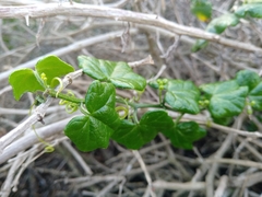 Kedrostis nana
