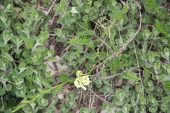 Astragalus fragrans