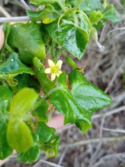 Kedrostis nana