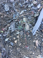 Lithophragma glabrum