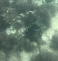 Lactophrys triqueter