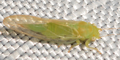 Cacopsylla annulata