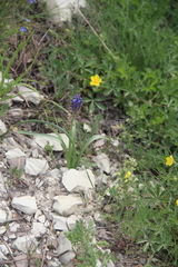 Muscari neglectum